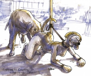 doggirl cover