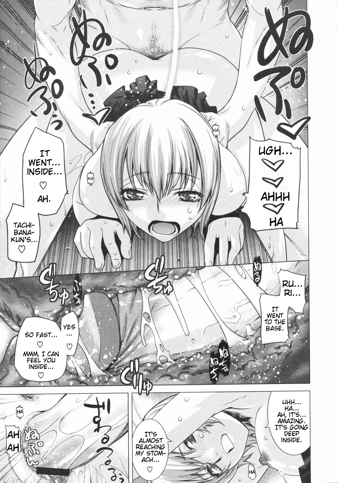 Euryops Daisy page 11 full