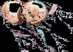 My Favorites from Lois Griffin and Marge Simpson