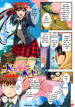 Under the Great Cherry Blossom